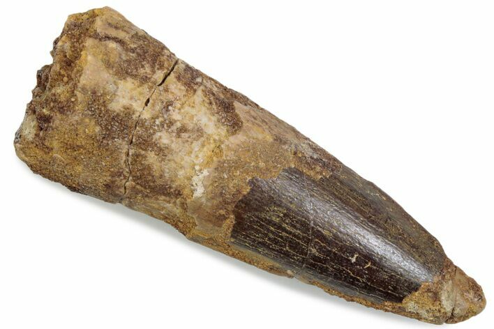 Bargain, Fossil Spinosaurus Tooth - Real Dinosaur Tooth #376386